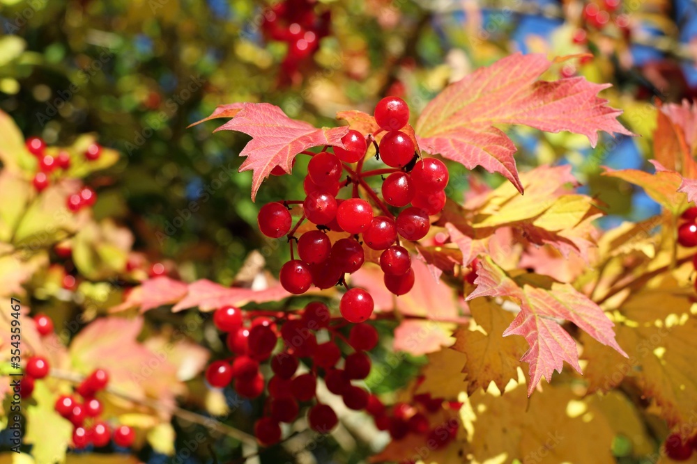 Red berries of viburnum bush with yellowing leaves. Close up. Red berries of viburnum bush with yellowing leaves. Close up.