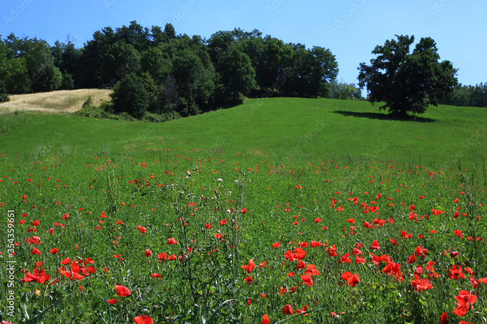 Sulle colline modenesi in una assolata giornata d’estate; fioritura di un campo di papaveri