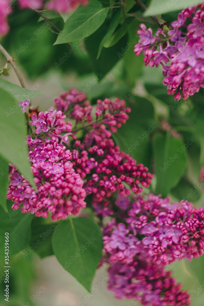 lilac flowers with green leaves close up lilac flowers with green leaves close up