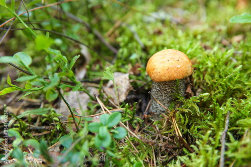 edible mushroom orange cap boletus close up in the forest with copy space