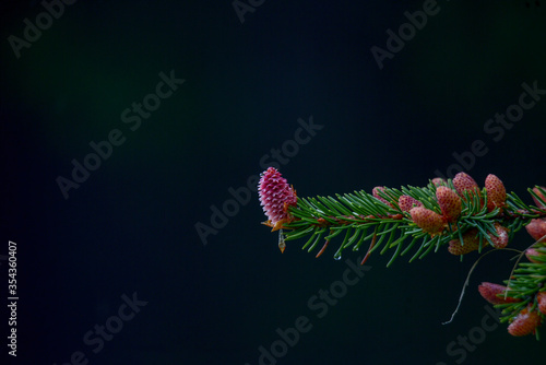 Young fir cone on fir tree branch. male red cone close up, drug in alternative medicine. spring season.