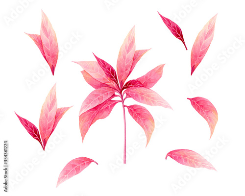 Watercolor painting pink leaves tree isolated on white background.Watercolor set painted illustration tropical aloha exotic leaf for wallpaper vintage Hawaii style pattern.clipping path