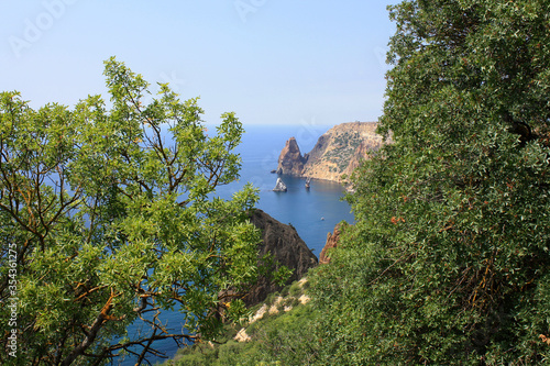  View of the sea and years through the pines. Crimea Black Sea cape Fiolent
