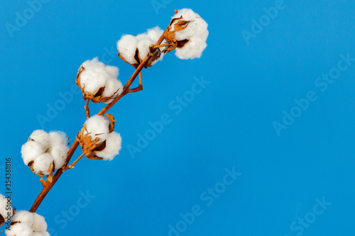 Cotton buds branch against blue wall in room