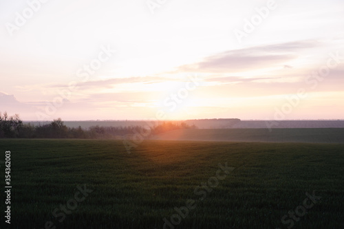 beautiful sunset over the green field © ShapeImages