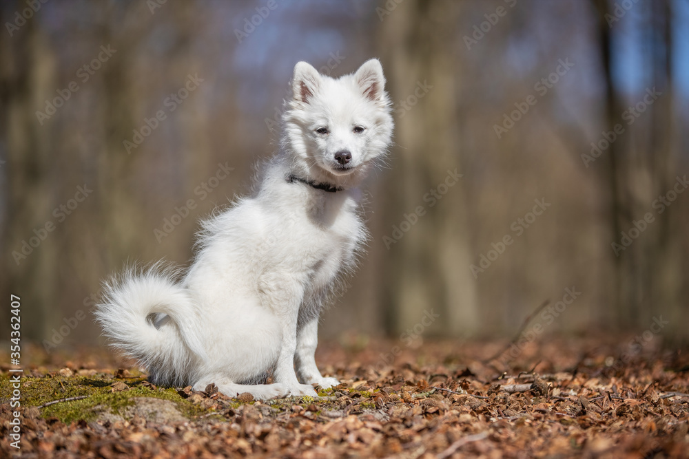 dog, animal, white, samoyed, pet, canine, puppy, cute, domestic, fur, husky, breed, portrait, mammal, purebred, beautiful, pedigree, eskimo, tongue, wolf, fluffy, running, young, one, shepherd dog, animal, white, samoyed, pet, canine, puppy, cute, domestic, fur, husky, breed, portrait, mammal, purebred, beautiful, pedigree, eskimo, tongue, wolf, fluffy, running, young, one, shepherd