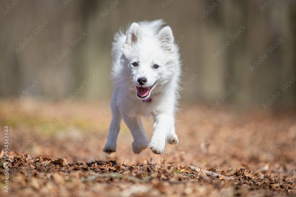 dog, animal, white, samoyed, pet, canine, puppy, cute, domestic, fur, husky, breed, portrait, mammal, purebred, beautiful, pedigree, eskimo, tongue, wolf, fluffy, running, young, one, shepherd dog, animal, white, samoyed, pet, canine, puppy, cute, domestic, fur, husky, breed, portrait, mammal, purebred, beautiful, pedigree, eskimo, tongue, wolf, fluffy, running, young, one, shepherd