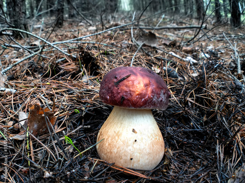 White mushrooms Butyriboletus regius or boletus regius in the forest . photo