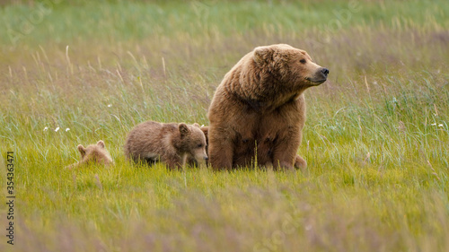 mother brown bear and cubs in meadow 