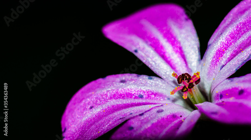 An isolated  herb Robert.

The plant has purple petals with blue dots. The picture is a macro shot that was isolated with the help of a flash. photo