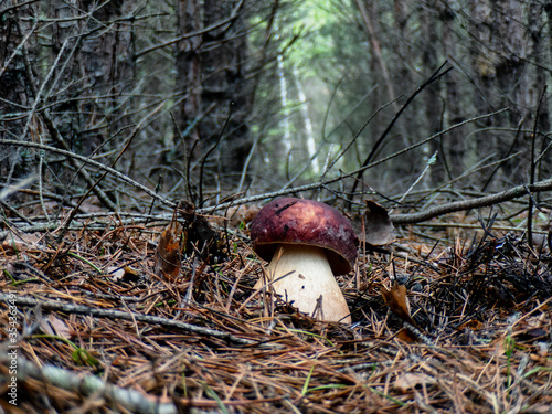 White mushrooms Butyriboletus regius or boletus regius in the forest . photo