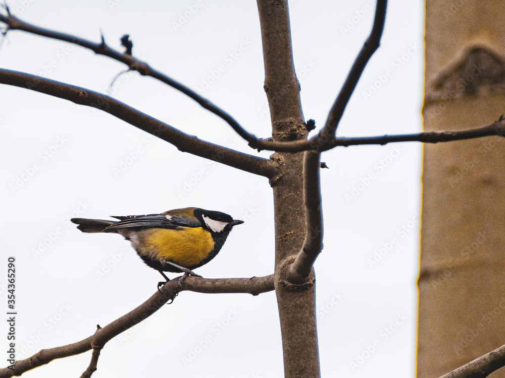 Naklejka premium great tit on branch