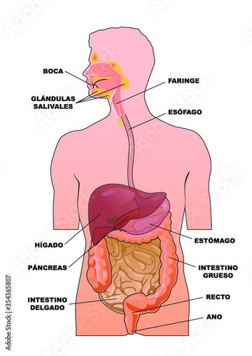 Esquema del aparato digestivo humano.