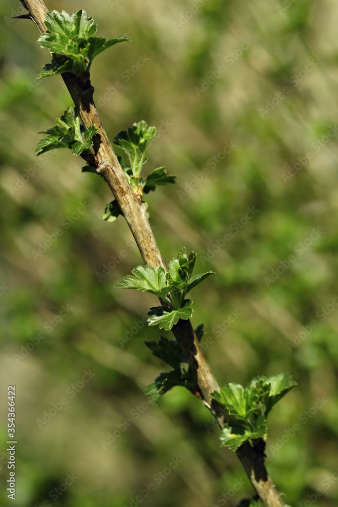 Young growing leaves Ribes rubrum Young growing leaves Ribes rubrum