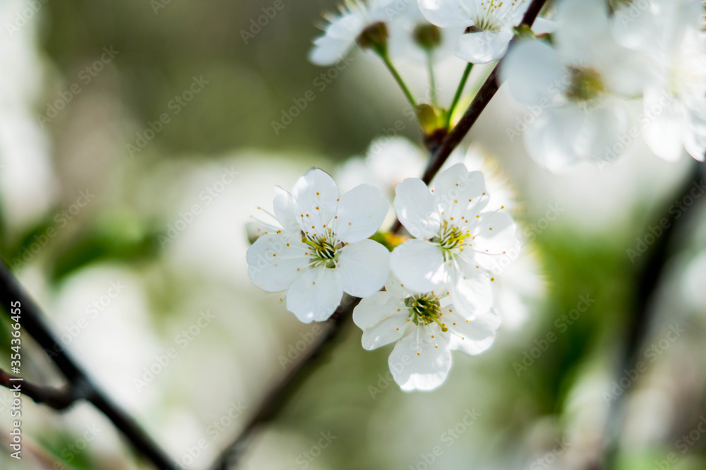 Obraz premium Цветущая вишня