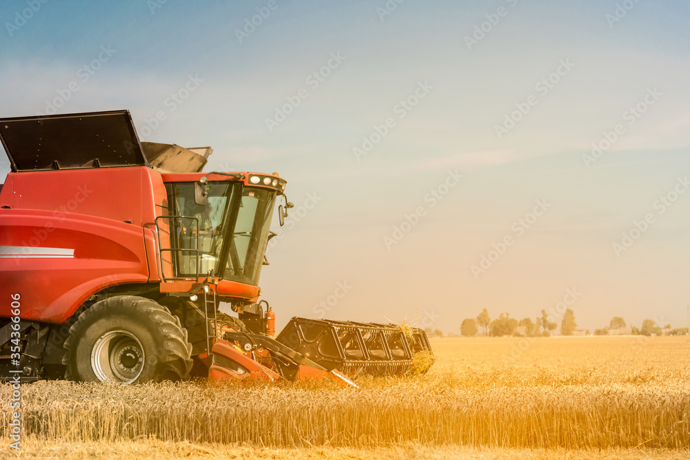 Fototapeta premium Red combine harvester is working during harvest time in the farmer’s fields, machine is cutting grain plants , agriculture concept