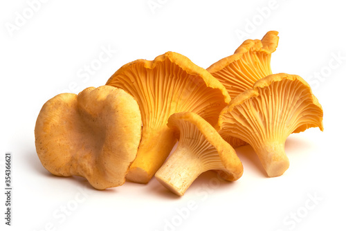 Chanterelles mushrooms, isolated on white background