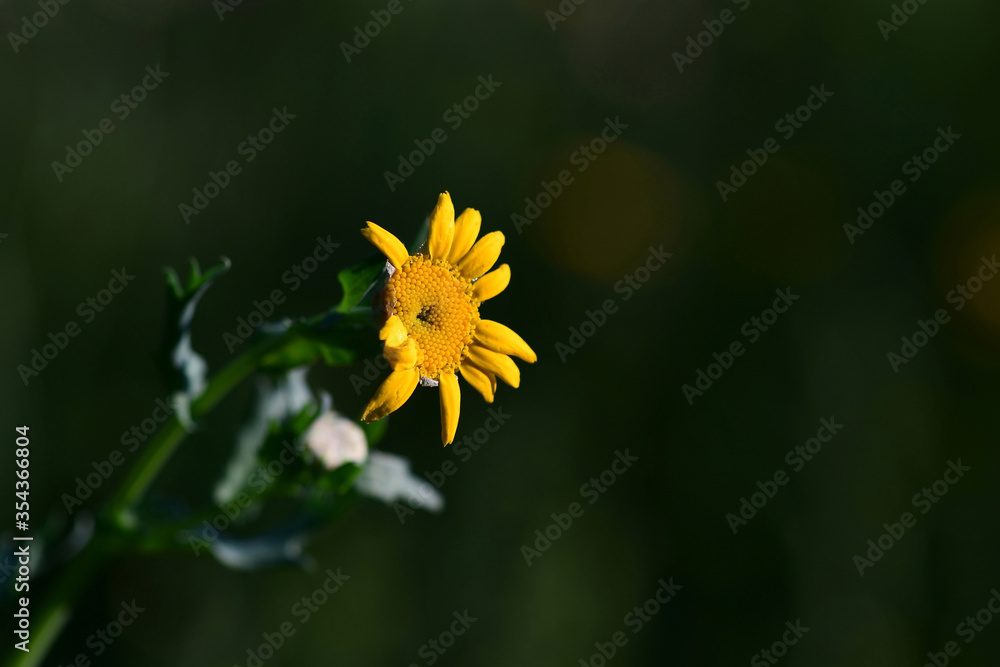 Close up shot of dandelion Yellow in the garden Close up shot of dandelion Yellow in the garden