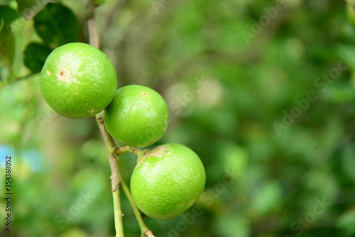 green lime on tree