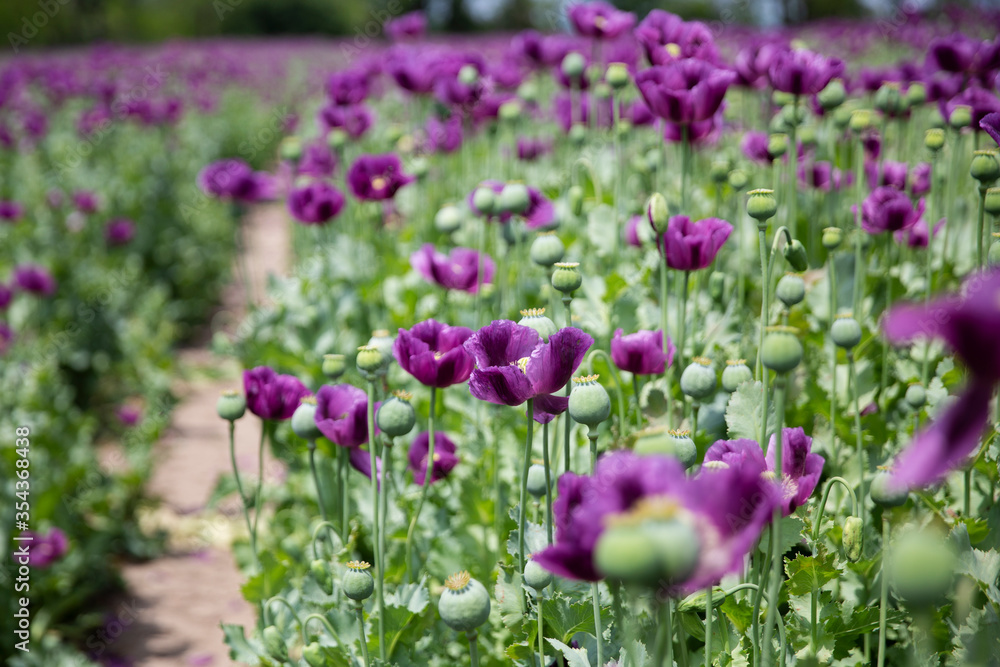 Blossom of purple poppy field against blue cloudy sky. Flowering Papaver with unripe seed heads at windy day. Maturing blue poppy flowers with pods in agriculture. Medical plants with straws.