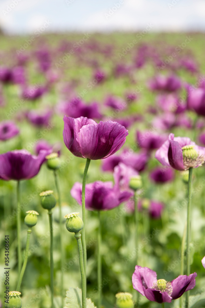 Fototapeta premium Blossom of purple poppy field against blue cloudy sky. Flowering Papaver with unripe seed heads at windy day. Maturing blue poppy flowers with pods in agriculture. Medical plants with straws.