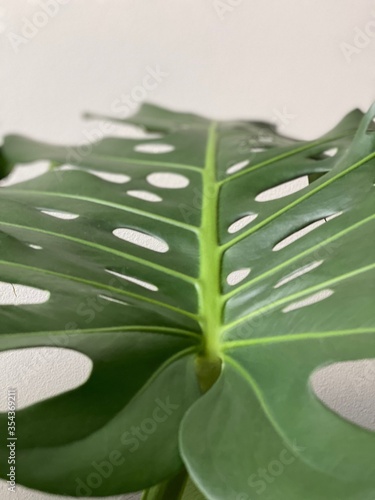 Close up Monstera Deliciosa leaf