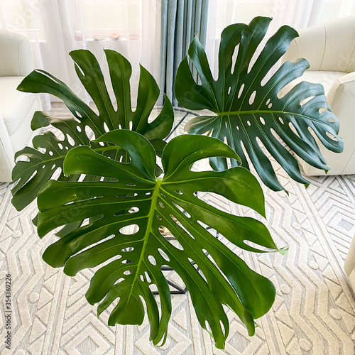 Monstera deliciosa leaves