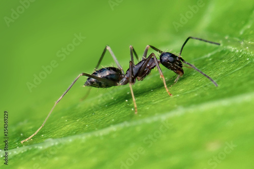 Black Ant   © Hue Chee Kong