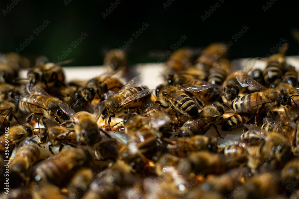 honey bees macro on honeycomb honey bees macro on honeycomb