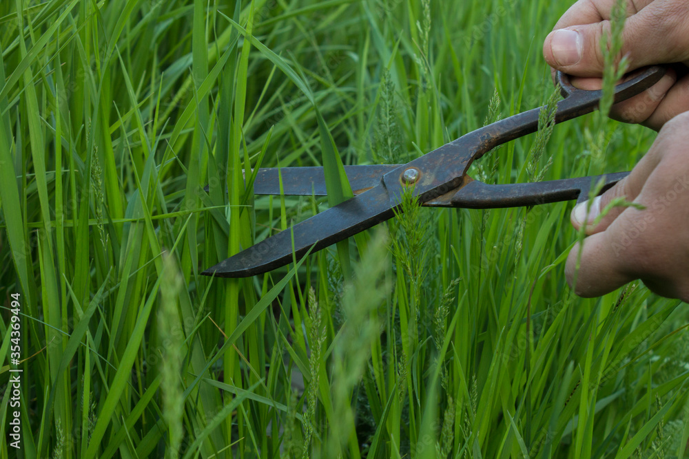Fototapeta premium cuts a grass scissors