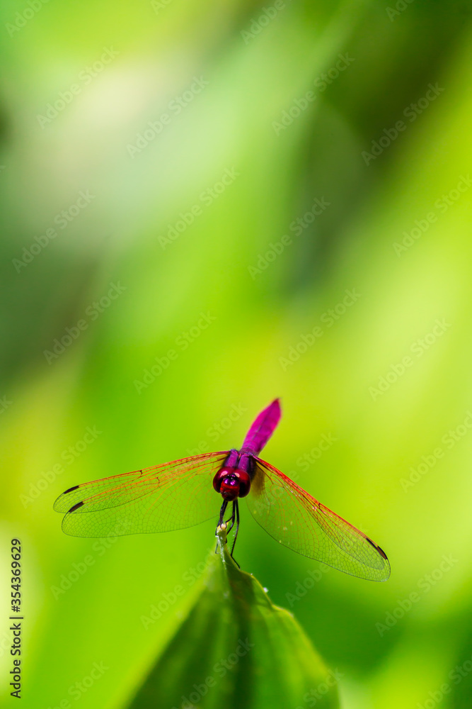 Fototapeta premium Metallic dragonfly perched on a leaf by a river in the garden.