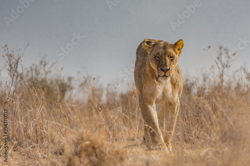 A lion Facing the camera at close range
