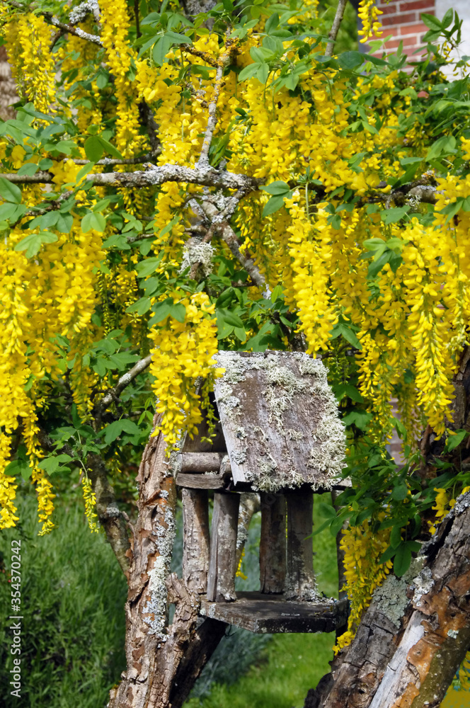 Cytise en fleurs et vieille mangeoire à oiseaux en bois, France Cytise en fleurs et vieille mangeoire à oiseaux en bois, France