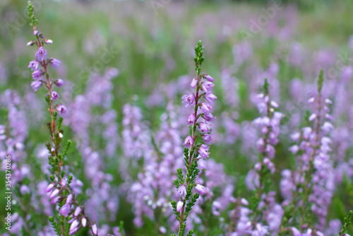 lavender flowers in the field