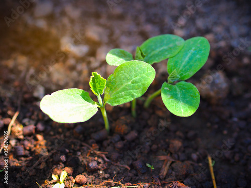 Pumpkin seedling plants growing in soil in the spring season for agriculture or plantation concept.