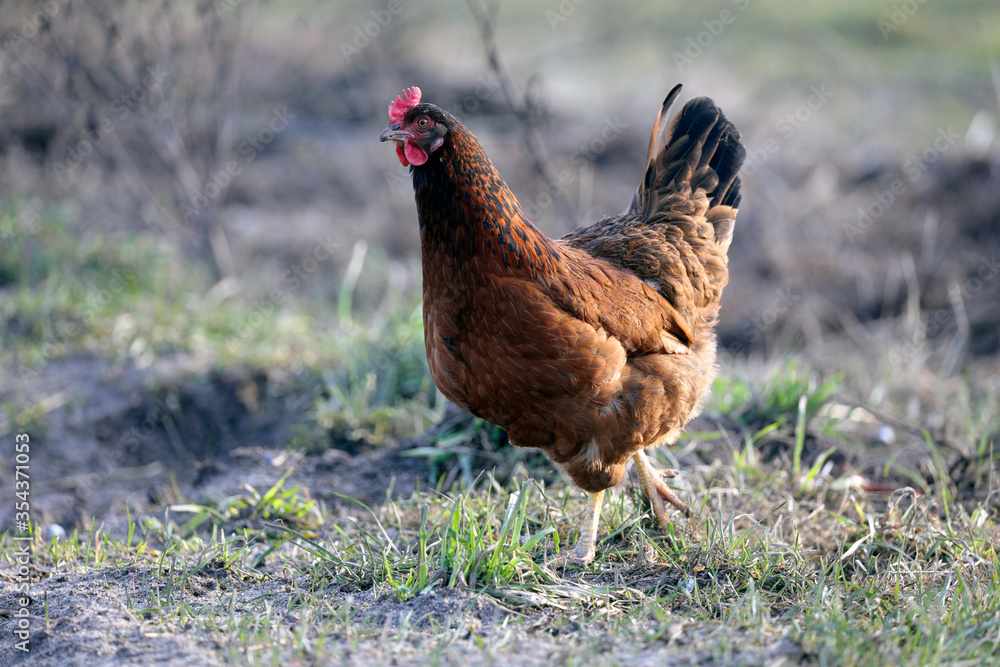 Fototapeta premium beautiful chicken and rooster. ecological farm contains free-range animals and birds