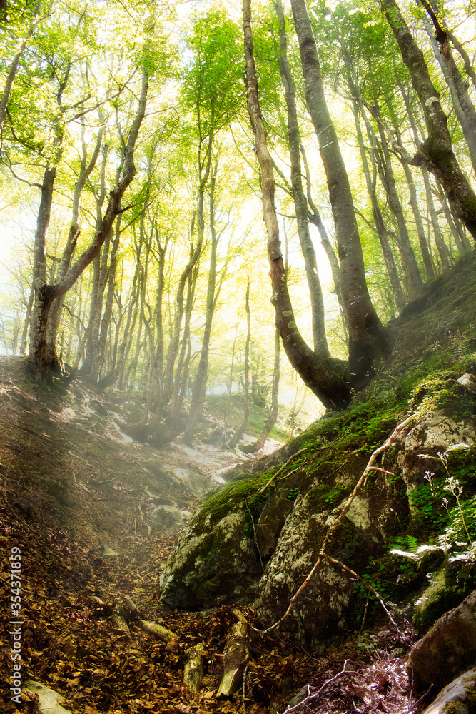 Fototapeta premium bosque de arboles verdes de hayas (Fagus sylvatica) del monte gorbea , soleados con una niebla y en el interior del b