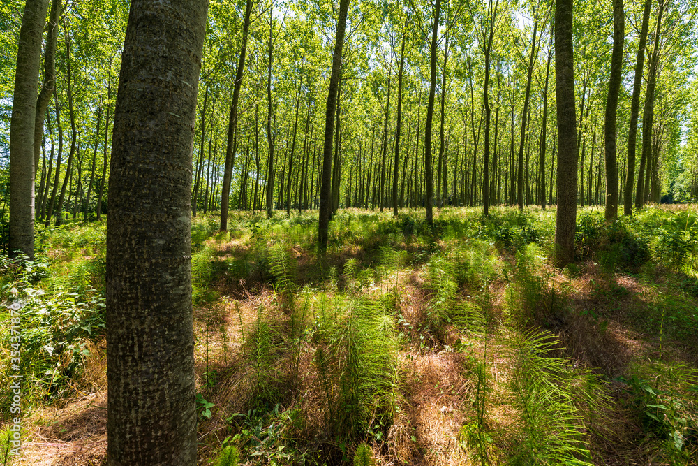 Fototapeta premium The natural park of the river Sile in Italy