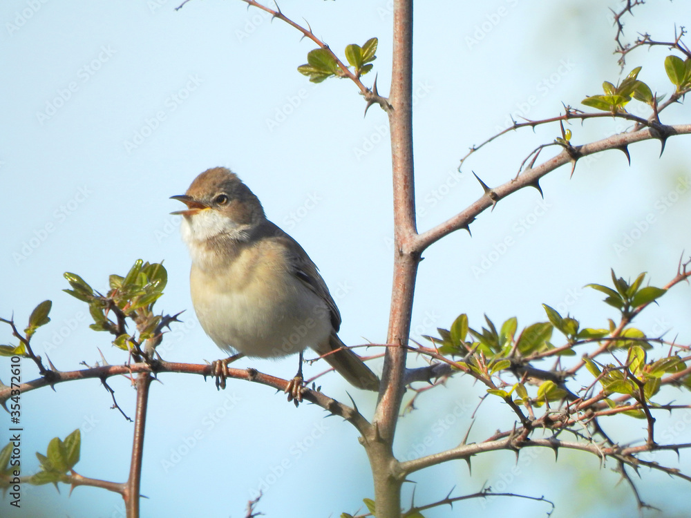 Obraz premium Bird Common Whitethroat