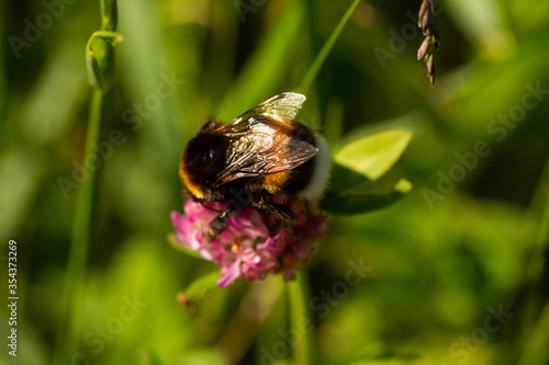 bee on a flower photo