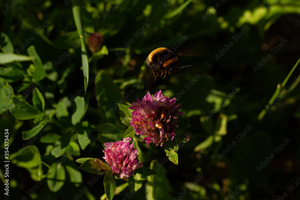 Bumblebee on a flowering plant goes for nectar and blurred background in the spring in the park
Bumblebee on a flowering plant goes for nectar and blurred background in the spring in the park