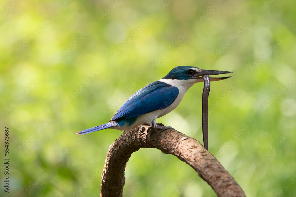 Beautiful Collared kingfisher (Todiramphus chloris) eoxotic white and blue bird perching on wooden branch over fine green background. Beautiful Collared kingfisher (Todiramphus chloris) eoxotic white and blue bird perching on wooden branch over fine green background.