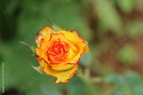 rose flower with beautiful background.