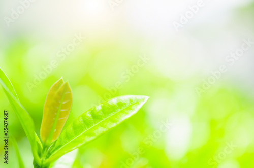 closeup green plant leaf nature fresh abstract greenery blur bokeh background with copy space in garden use for backdrop or wallpaper. © thithawat