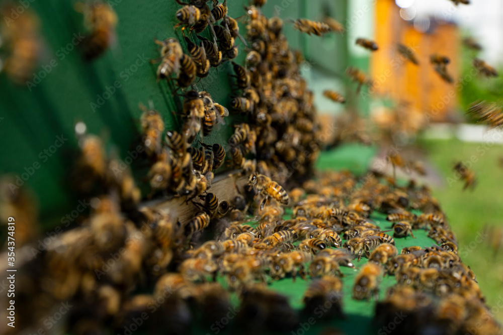 bees at the entrance and on frame bees at the entrance and on frame