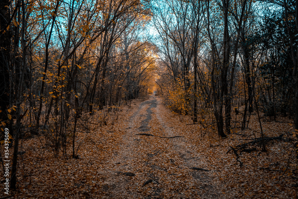 Fototapeta premium un respiro de la cuarentena, en el bosque, en el monte, entre los arboles preparándose para el invierno, donde hacen su proceso habitual de renovar sus hojas amarillas que cayeron
