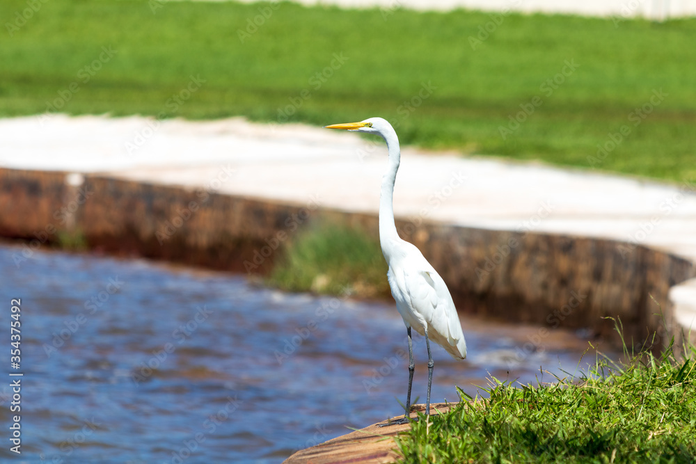 Fototapeta premium Garça branca na beira do lago em Brasília - Ardea alba