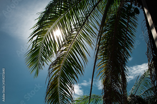 coconut palm trees with sun behind summer background