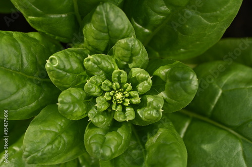 Shapes of green spinach leafs