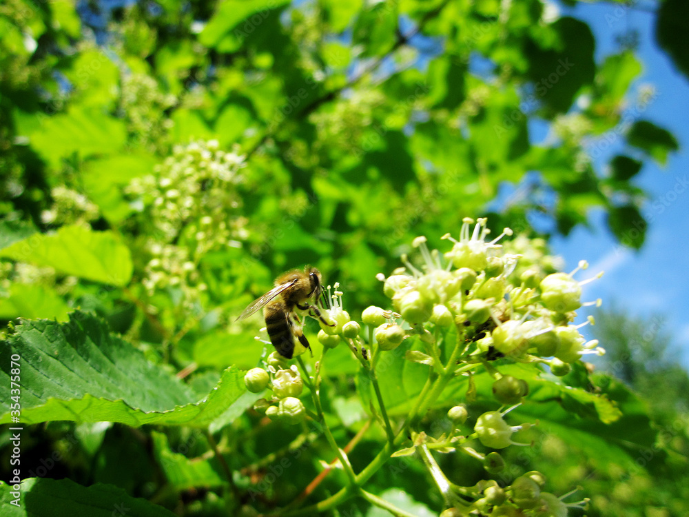 Winged bee slowly flies to the plant, collect nectar for honey Winged bee slowly flies to the plant, collect nectar for honey